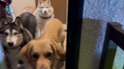 デカワンコの圧