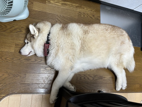 落ちてるミントさん