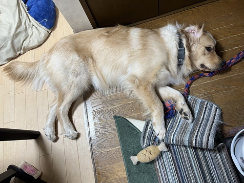 デカワンコお出迎え