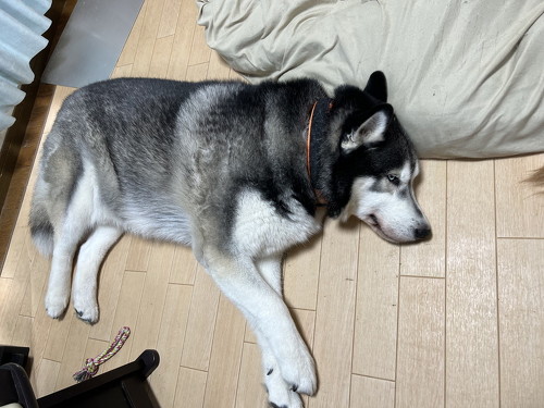 デカワンコお出迎え