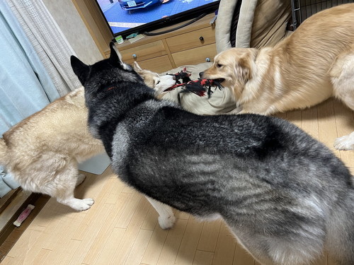 デカワンコお出迎え