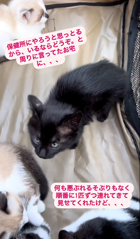 保健所にやろうと 黒猫