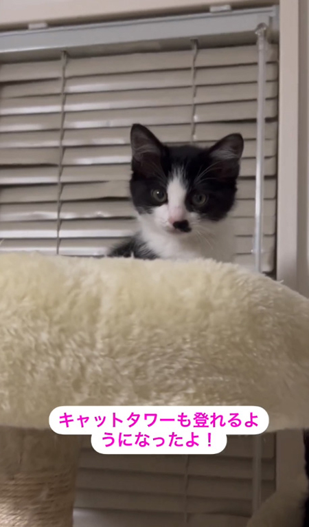 キャットタワー