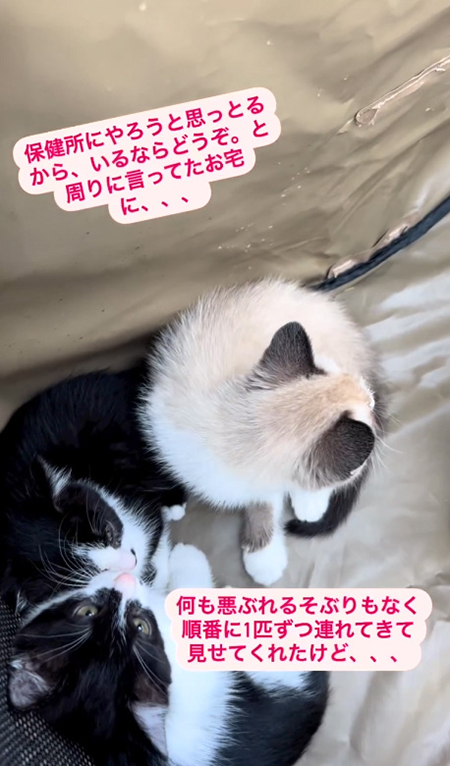 保健所にやろうと 子猫3匹