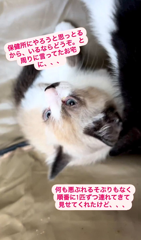 保健所にやろうと 子猫顔アップ