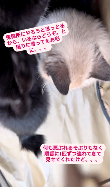 保健所にやろうと 黒猫頭