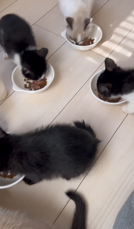 ごはんを食べる5匹の子猫