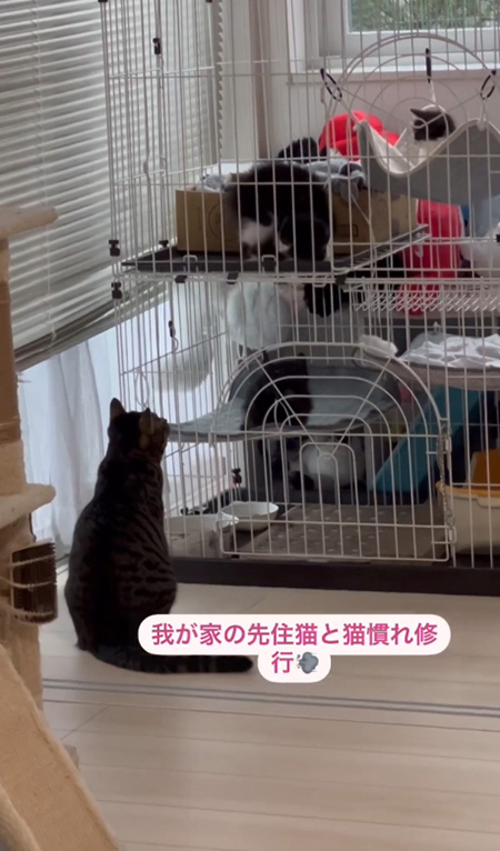 猫慣れ修行