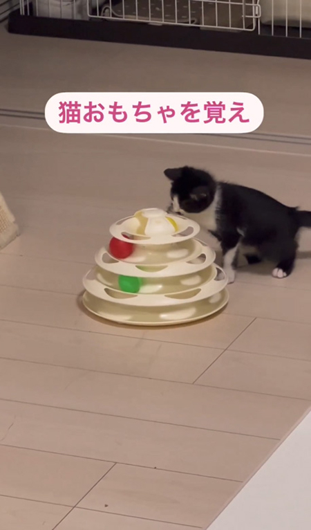 猫おもちゃ