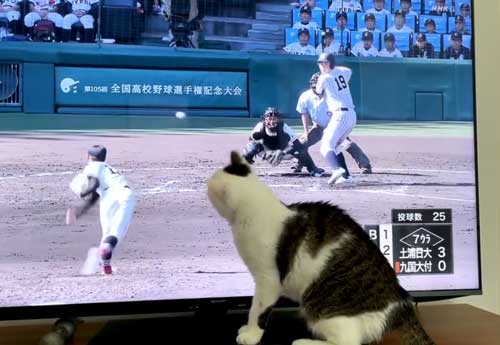 猫 高校野球 試合 テレビ 壊れる 激しい 夢中 守備 参加