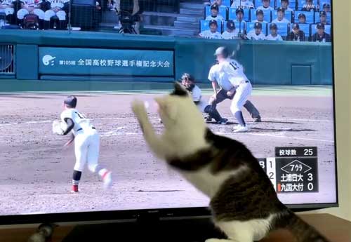 猫 高校野球 試合 テレビ 壊れる 激しい 夢中 守備 参加
