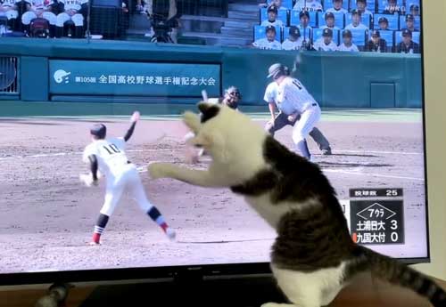 猫 高校野球 試合 テレビ 壊れる 激しい 夢中 守備 参加