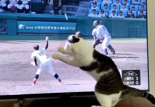 猫 高校野球 試合 テレビ 壊れる 激しい 夢中 守備 参加