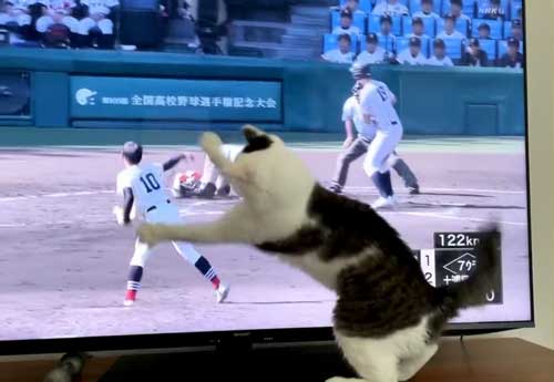 猫 高校野球 試合 テレビ 壊れる 激しい 夢中 守備 参加