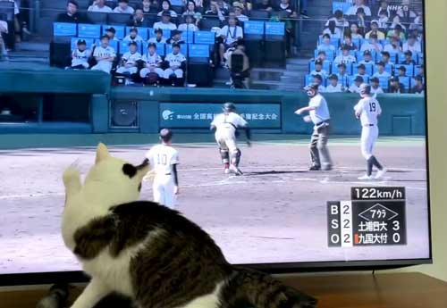 猫 高校野球 試合 テレビ 壊れる 激しい 夢中 守備 参加
