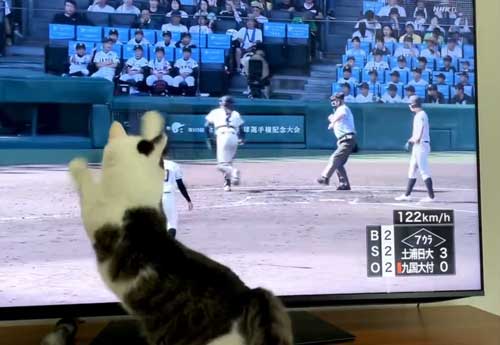 猫 高校野球 試合 テレビ 壊れる 激しい 夢中 守備 参加