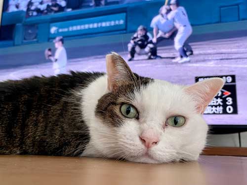 猫 高校野球 試合 テレビ 壊れる 激しい 夢中 守備 参加