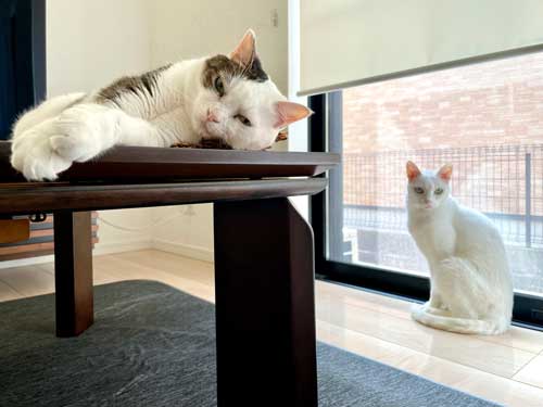 猫 高校野球 試合 テレビ 壊れる 激しい 夢中 守備 参加