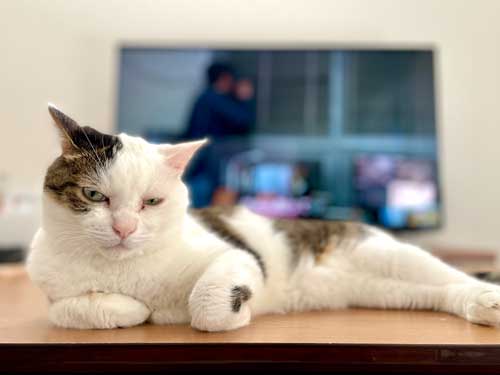 猫 高校野球 試合 テレビ 壊れる 激しい 夢中 守備 参加