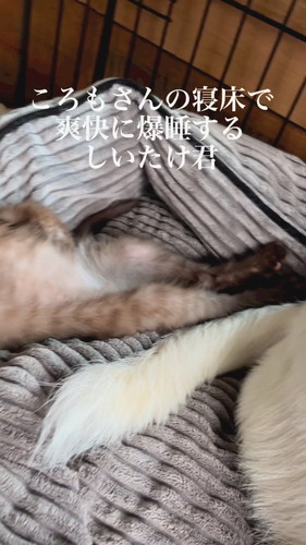 子猫の脚