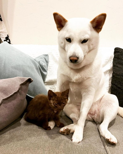 くっつくころもちゃんとしいたけくん