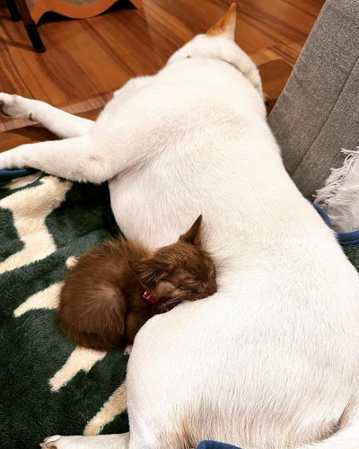 くっついて寝るころもちゃんとしいたけくん