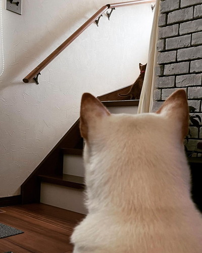 見守るころもちゃん