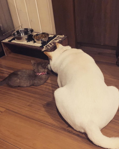 ころもちゃんと指導されるしいたけくん