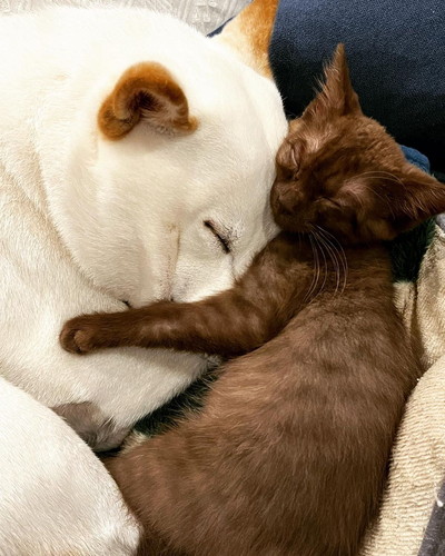 べったりなころもちゃんとしいたけくん