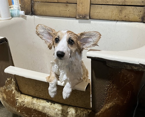 別犬になったコーギー