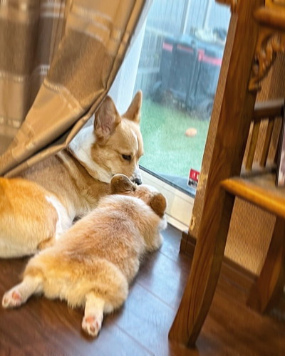 トワちゃんとモカちゃん