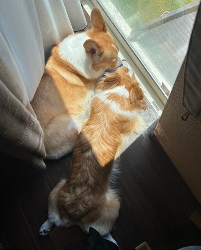 トワちゃんとモカちゃん