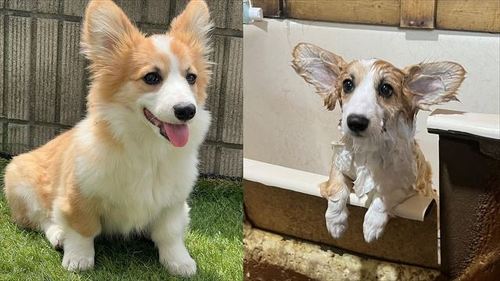 別犬になったコーギー