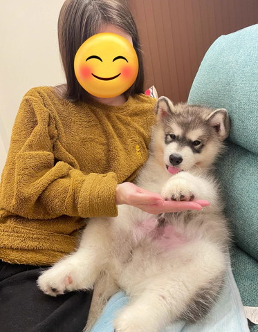 お手してる子犬