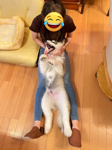 足の上にいる子犬口あけてる