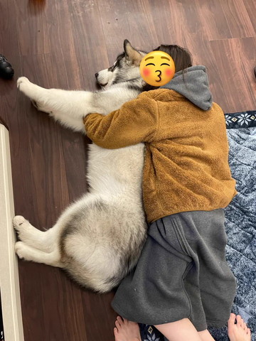 ブラウンコート飼い主とワンコ