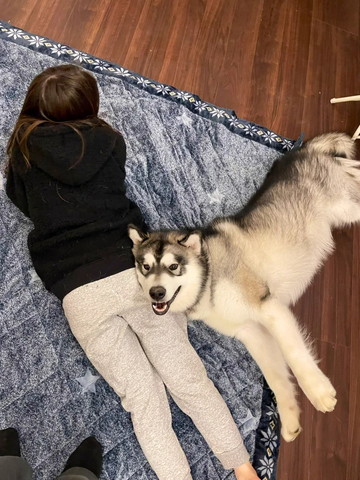 飼い主さんのお尻で笑顔のワンコ
