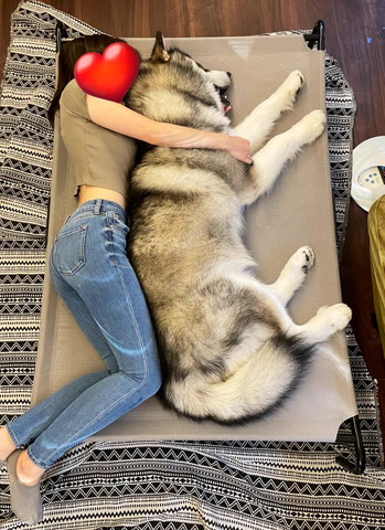 飼い主さんとハンモックで寝るワンコ