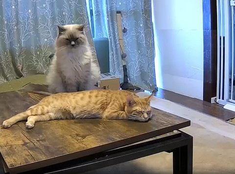 寝てる猫2匹
