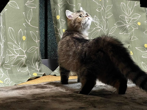 オコジョっぽい猫