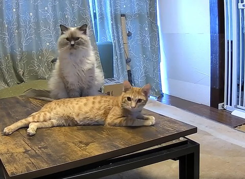 同時に同じ場所見る猫