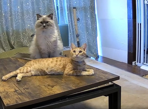 上を見る茶トラ