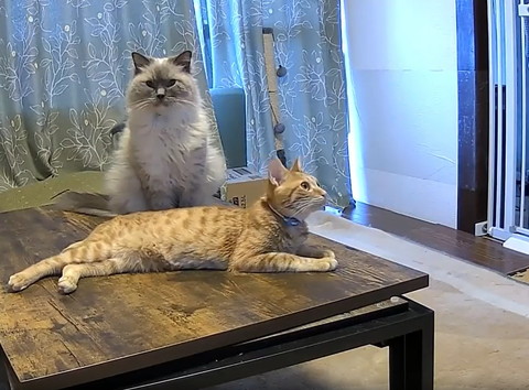 画面右見る茶トラ猫