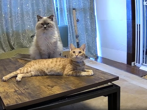 上を見る猫とカメラ目線猫