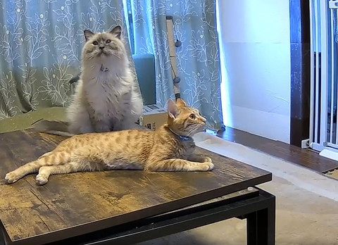 上みる猫と右見る猫