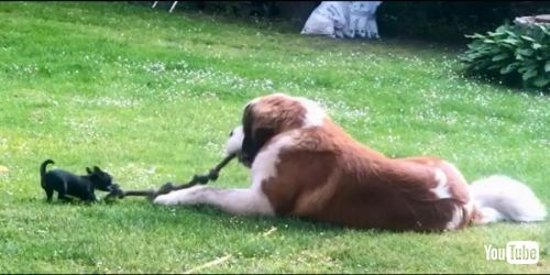 子犬とデカワンコ