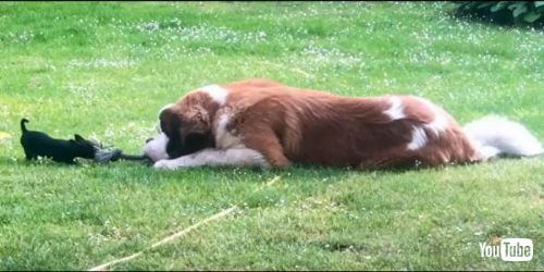 子犬に負けるデカワンコ