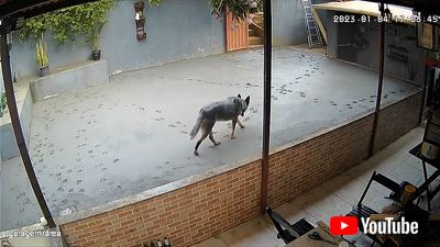 コンクリートに足跡を残す犬