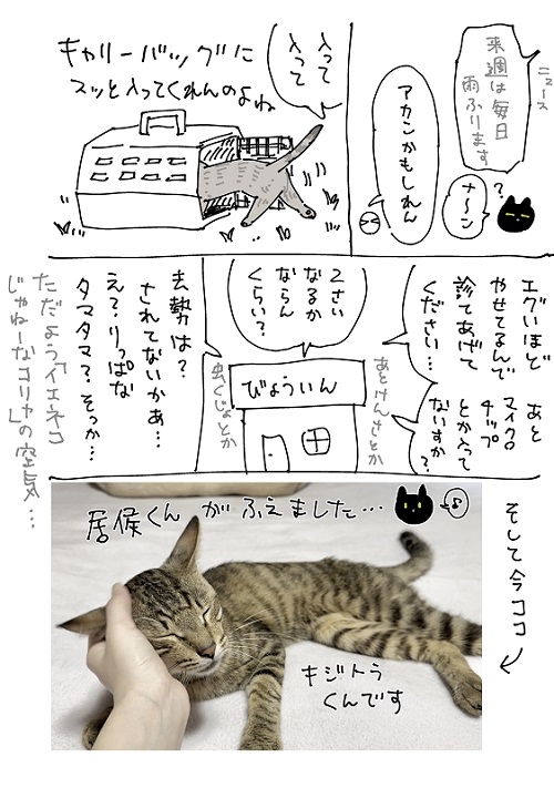 猫漫画3