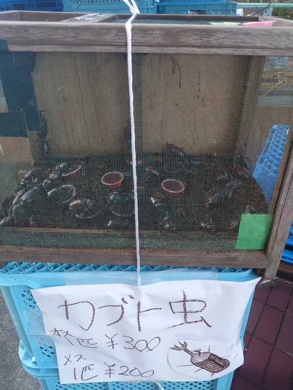球場　カブトムシ